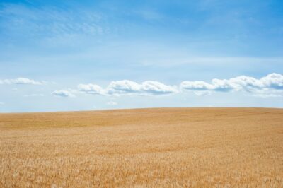 Foto Strohfeld mit blauen Himmel und Wolken, welches die Verfügbarkeit des Baustoffes Stroh symbolisiert