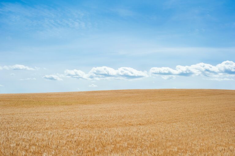 Bild Strohfeld mit blauen Himmel und Wolken, welches die Verfügbarkeit des Baustoffes Stroh symbolisiert