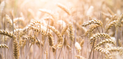 Nahaufnahme von Getreideähren, die ein Strohfeld symbolisieren. Stroh gilt als regenerativer Baustoff, mit hervorragenden Dämmeigenschaften