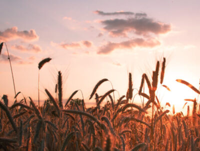 Fotografie von Getreideähren im Strohfeld gegen das Licht beim Sonnenuntergang- Stroh gilt als regenerativer Baustoff, mit hervorragenden Dämmeigenschaften